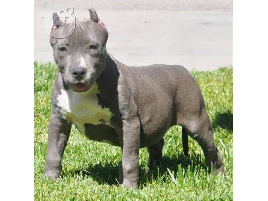 AMERICAN PIT BULL TERRIER PUPPY για υιοθεσία